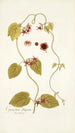 Cynanchum obliquum - Nikolaus Joseph Freiherr von Jacquin | Cuadro — vista de la obra