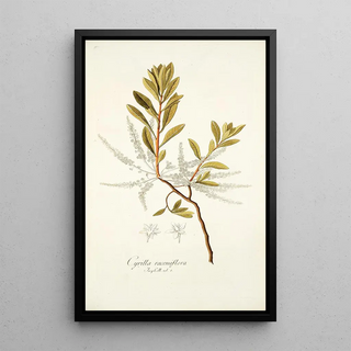 Nikolaus Joseph Freiherr von Jacquin - Cyrilla racemiflora.webp