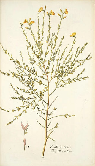 Nikolaus Joseph Freiherr von Jacquin - Cytisus tener.webp