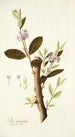 Dais laurifolia - Nikolaus Joseph Freiherr von Jacquin — vista de la obra