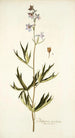 Delphinium urceolatum - Nikolaus Joseph Freiherr von Jacquin — vista de la obra