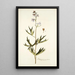 Delphinium urceolatum - Nikolaus Joseph Freiherr von Jacquin — cuadro enmarcado en la pared