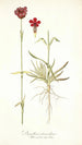 Dianthus atrorubens - Nikolaus Joseph Freiherr von Jacquin — vista de la obra