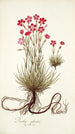 Dianthus sylvestris - Nikolaus Joseph Freiherr von Jacquin — vista de la obra