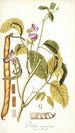 Dolichos acinaciformis - Nikolaus Joseph Freiherr von Jacquin — vista de la obra