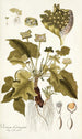 Dorstenia contrajerva - Nikolaus Joseph Freiherr von Jacquin — vista de la obra