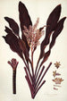 Dracaena terminalis - Nikolaus Joseph Freiherr von Jacquin — vista de la obra