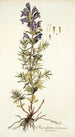 Dracocephalum austriacum - Nikolaus Joseph Freiherr von Jacquin — vista de la obra