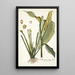 Dracontium lanceaefolium - Nikolaus Joseph Freiherr von Jacquin — cuadro enmarcado en la pared