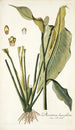 Dracontium lanceaefolium - Nikolaus Joseph Freiherr von Jacquin — vista de la obra