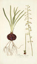 Drimia ciliaris - Nikolaus Joseph Freiherr von Jacquin — vista de la obra
