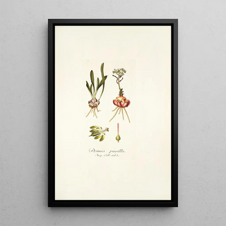 Nikolaus Joseph Freiherr von Jacquin - Drimia pusilla.webp