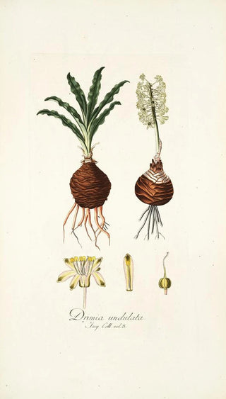 Nikolaus Joseph Freiherr von Jacquin - Drimia undulata.webp