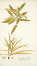 Elaeodendron orientale - Nikolaus Joseph Freiherr von Jacquin — vista de la obra