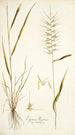 Elymus hystrix - Nikolaus Joseph Freiherr von Jacquin — vista de la obra