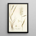 Elymus hystrix - Nikolaus Joseph Freiherr von Jacquin — cuadro enmarcado en la pared