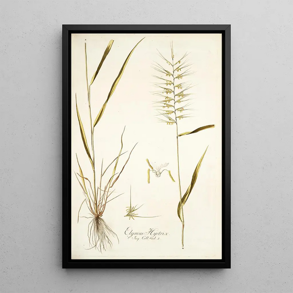 Nikolaus Joseph Freiherr von Jacquin - Elymus hystrix.webp