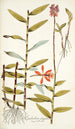 Epidendrum elongatum - Nikolaus Joseph Freiherr von Jacquin — vista de la obra