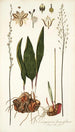 Eriospermum lanceaefolium - Nikolaus Joseph Freiherr von Jacquin — vista de la obra