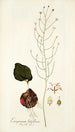 Eriospermum latifolium - Nikolaus Joseph Freiherr von Jacquin — vista de la obra