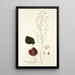 Eriospermum latifolium - Nikolaus Joseph Freiherr von Jacquin — cuadro enmarcado en la pared