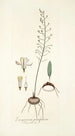 Eriospermum parvifolium - Nikolaus Joseph Freiherr von Jacquin — vista de la obra