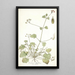 Erodium ribifolium - Nikolaus Joseph Freiherr von Jacquin — cuadro enmarcado en la pared