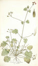 Erodium ribifolium - Nikolaus Joseph Freiherr von Jacquin — vista de la obra