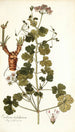 Erodium trilobatum - Nikolaus Joseph Freiherr von Jacquin — vista de la obra