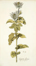 Eryngium alpinum - Nikolaus Joseph Freiherr von Jacquin — artwork view