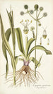Eryngium aquaticum - Nikolaus Joseph Freiherr von Jacquin — vista de la obra