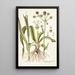 Eryngium aquaticum - Nikolaus Joseph Freiherr von Jacquin — cuadro enmarcado en la pared