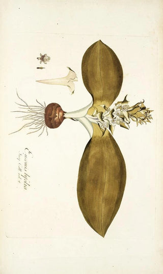 Nikolaus Joseph Freiherr von Jacquin - Eucomis bifolia.webp