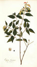 Eugenia baruensis - Nikolaus Joseph Freiherr von Jacquin — vista de la obra