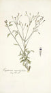 Eupatorium myosotifolium - Nikolaus Joseph Freiherr von Jacquin — vista de la obra