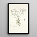 Eupatorium myosotifolium - Nikolaus Joseph Freiherr von Jacquin — cuadro enmarcado en la pared