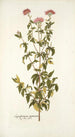 Eupatorium syriacum - Nikolaus Joseph Freiherr von Jacquin — vista de la obra
