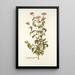 Eupatorium syriacum - Nikolaus Joseph Freiherr von Jacquin — cuadro enmarcado en la pared