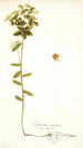 Euphorbia angulata - Nikolaus Joseph Freiherr von Jacquin — vista de la obra