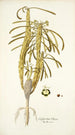 Euphorbia clava - Nikolaus Joseph Freiherr von Jacquin — vista de la obra