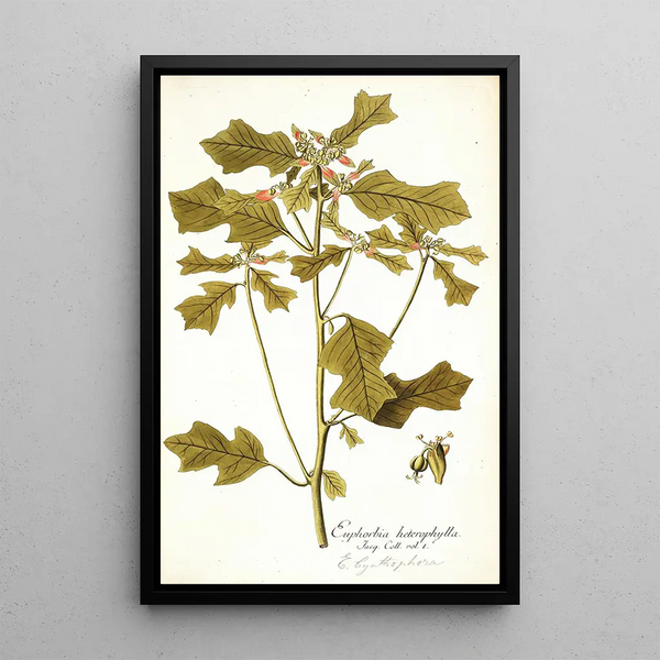 Nikolaus Joseph Freiherr von Jacquin - Euphorbia cyathophora.webp