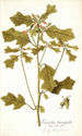 Euphorbia cyathophora - Nikolaus Joseph Freiherr von Jacquin — vista de la obra
