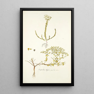 Nikolaus Joseph Freiherr von Jacquin - Euphorbia diffusa.webp