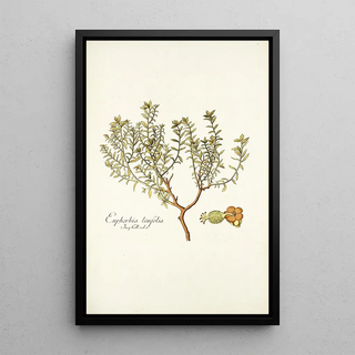 Nikolaus Joseph Freiherr von Jacquin - Euphorbia linifolia.webp