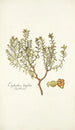 Euphorbia linifolia - Nikolaus Joseph Freiherr von Jacquin — vista de la obra