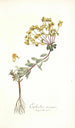 Euphorbia nicaeensis - Nikolaus Joseph Freiherr von Jacquin — vista de la obra