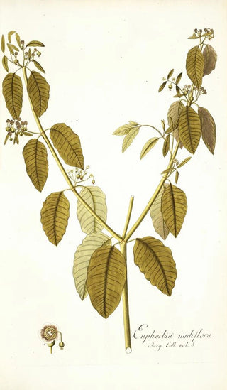 Nikolaus Joseph Freiherr von Jacquin - Euphorbia nudiflora.webp