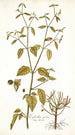 Euphorbia picta - Nikolaus Joseph Freiherr von Jacquin — vista de la obra