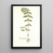 Euphorbia pilulifera - Nikolaus Joseph Freiherr von Jacquin — cuadro enmarcado en la pared