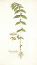 Euphorbia pilulifera - Nikolaus Joseph Freiherr von Jacquin — vista de la obra